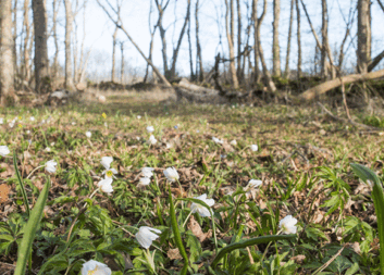 Nordforsk öppnar utlysning om hållbar skog